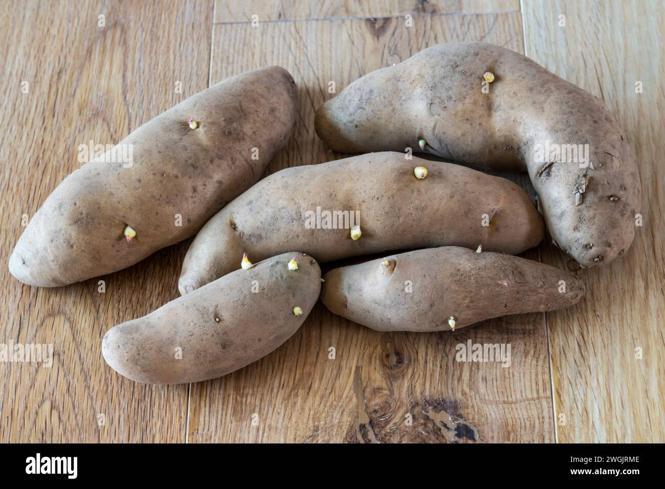 Ratte are a French second early variety of seed potatoes. Stock Photo