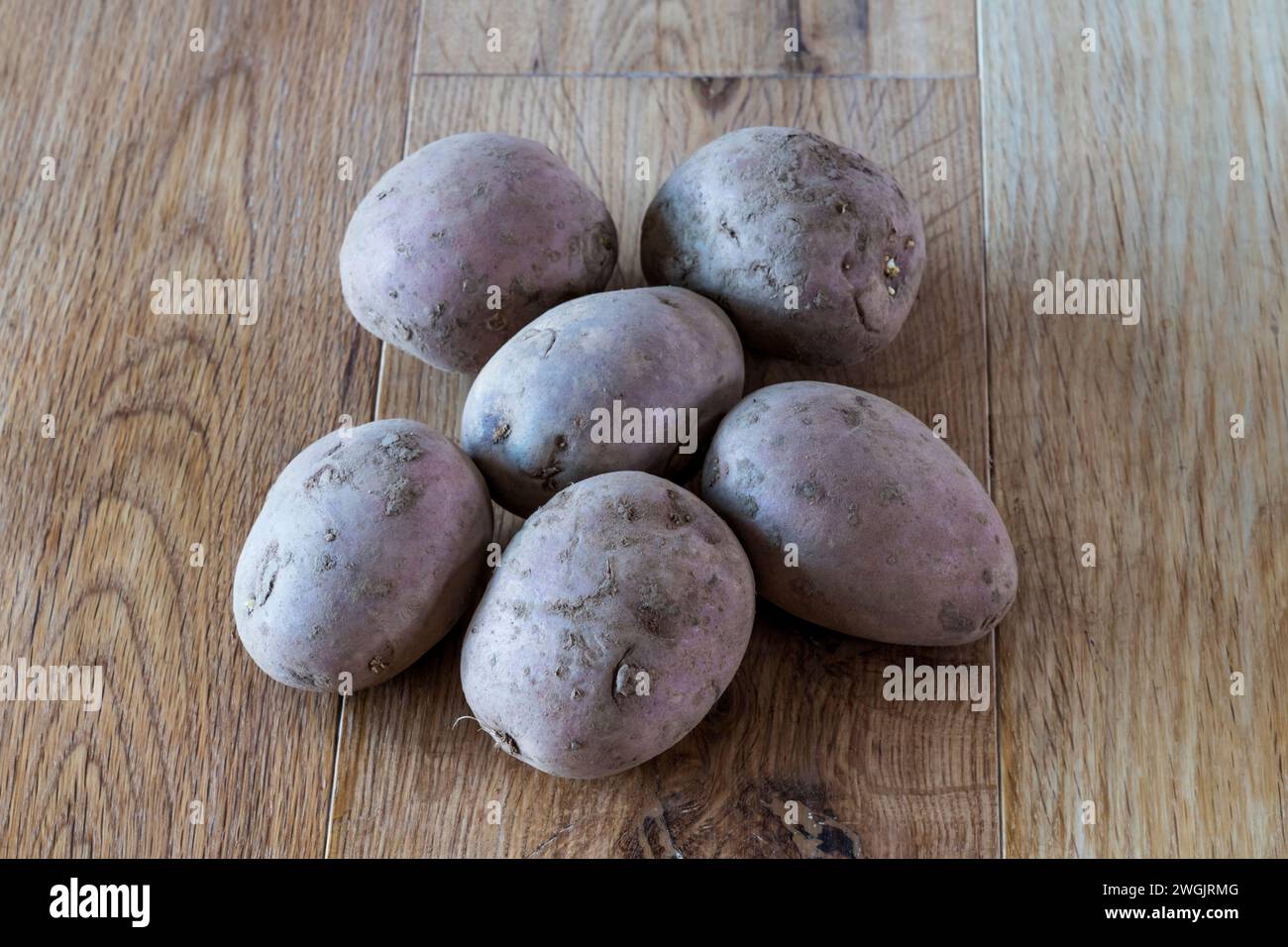 Setanta are a variety of maincrop seed potatoes. Stock Photo