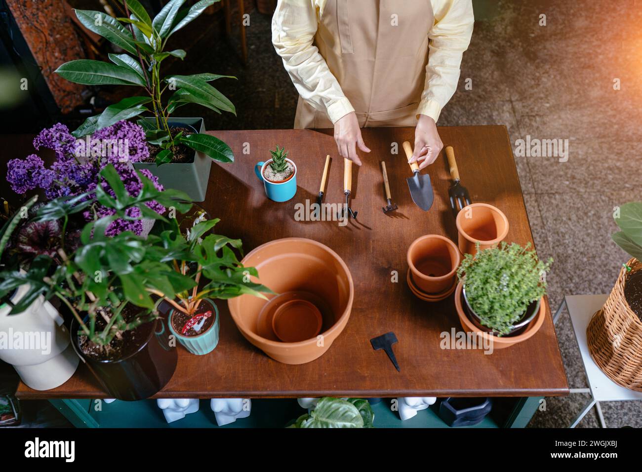 View from above close-up cropped shot of unrecognizable female florist in apron laid out flower transplanting equipment on a table or counter in a Stock Photo