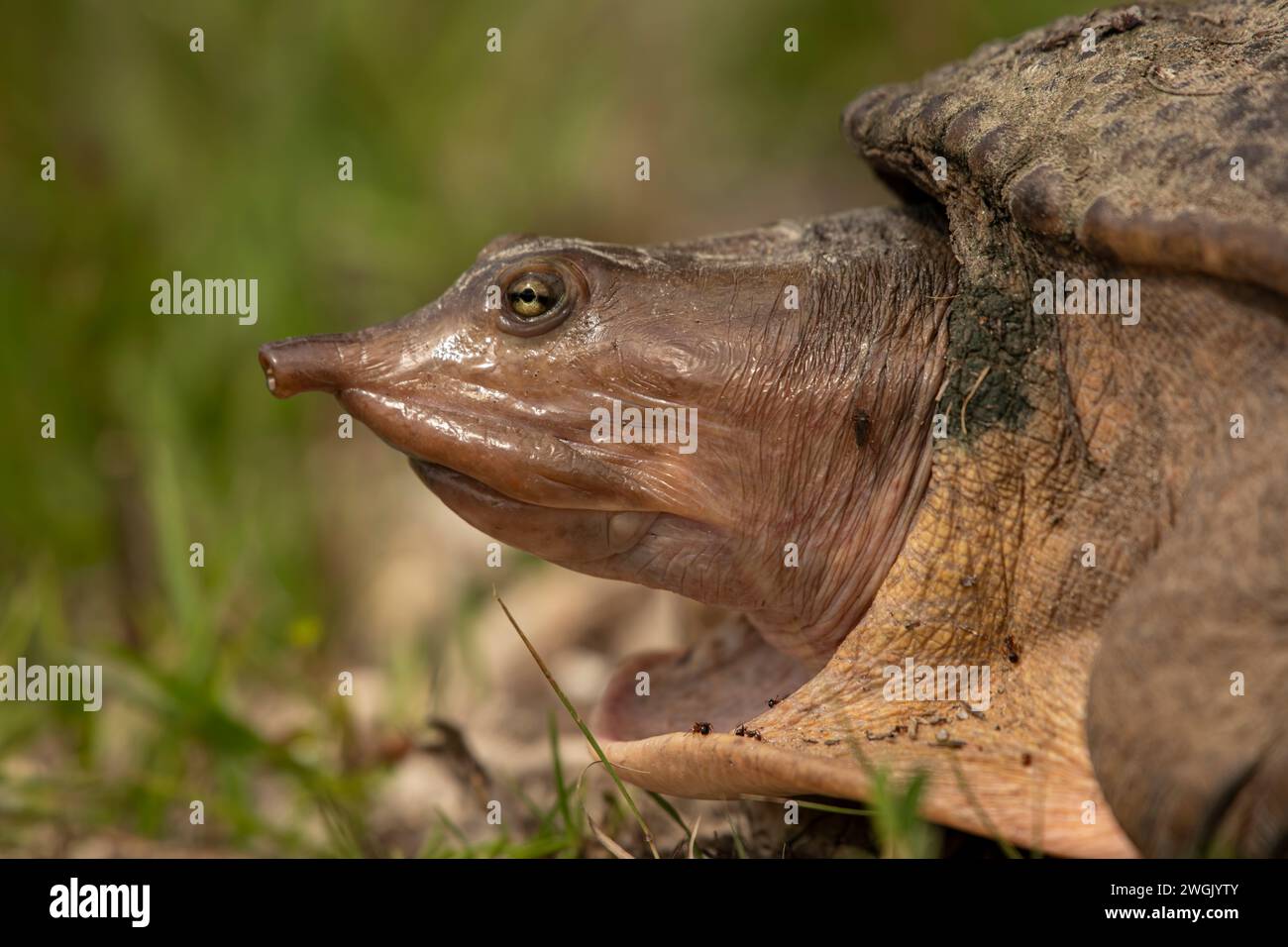 A giant turtle resting on grassy terrain by the water's edge. Stock Photo