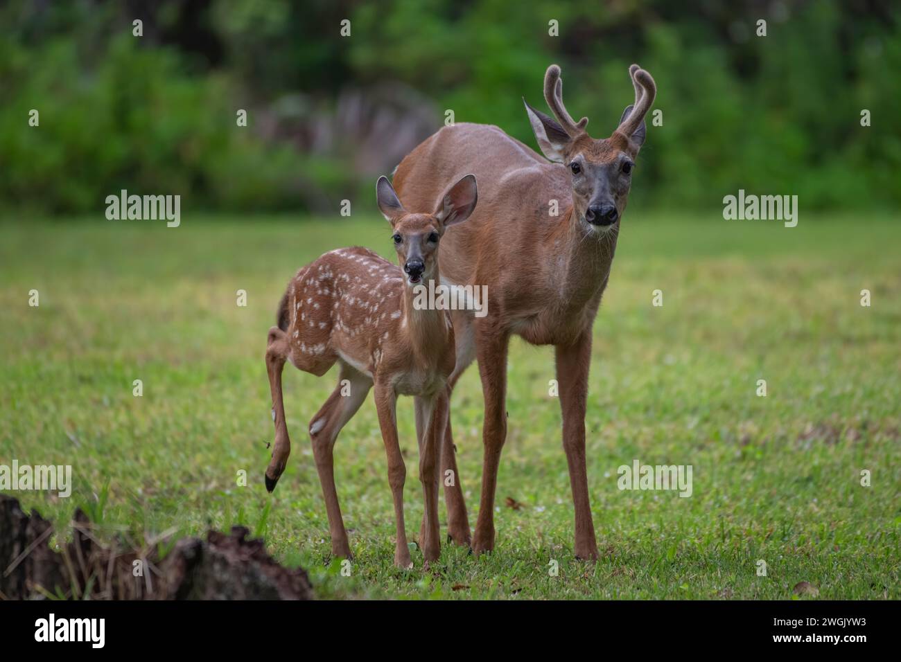 A mother deer standing with her fawn in a picturesque field Stock Photo