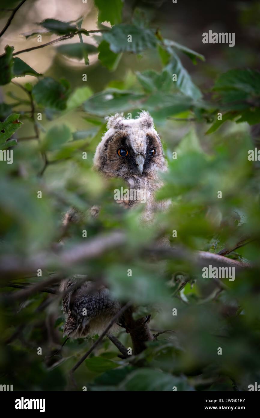 baby long eared owl Stock Photo