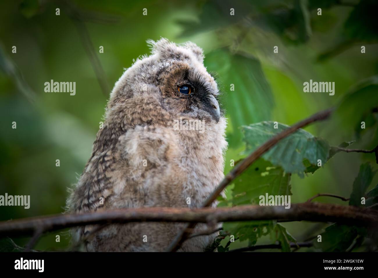 baby long eared owl Stock Photo