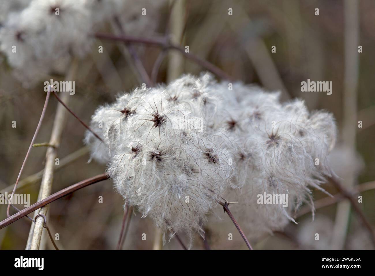 Close up photography seed hi-res stock photography and images - Alamy