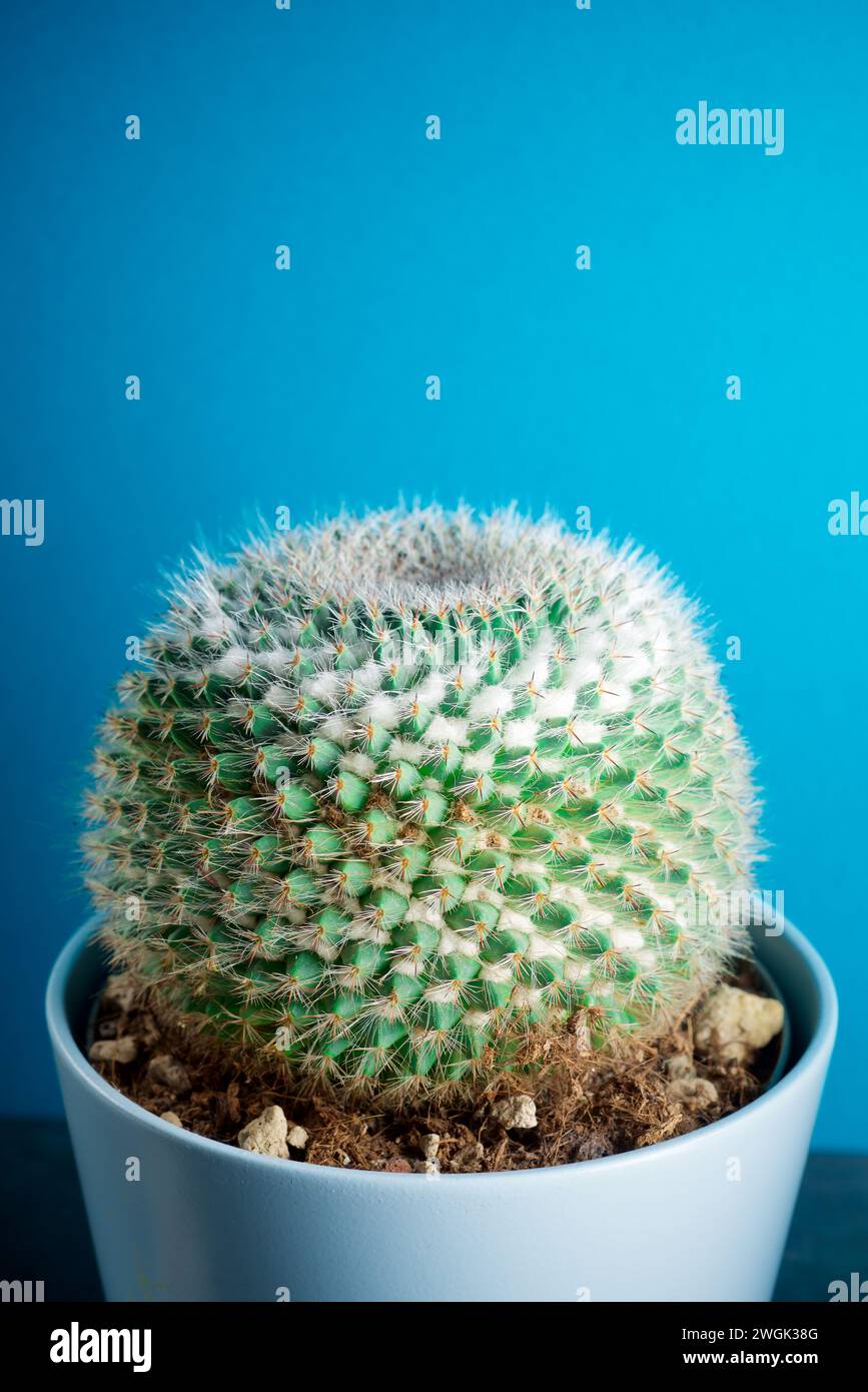 Close up of a decorative cactus for home interiors Stock Photo
