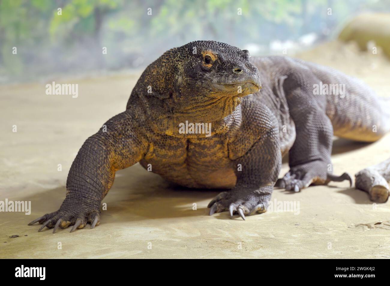 Komodo dragon, Komodo monitor, Komodowaran, Dragon de Komodo, Varanus komodoensis, komodói varánusz Stock Photo