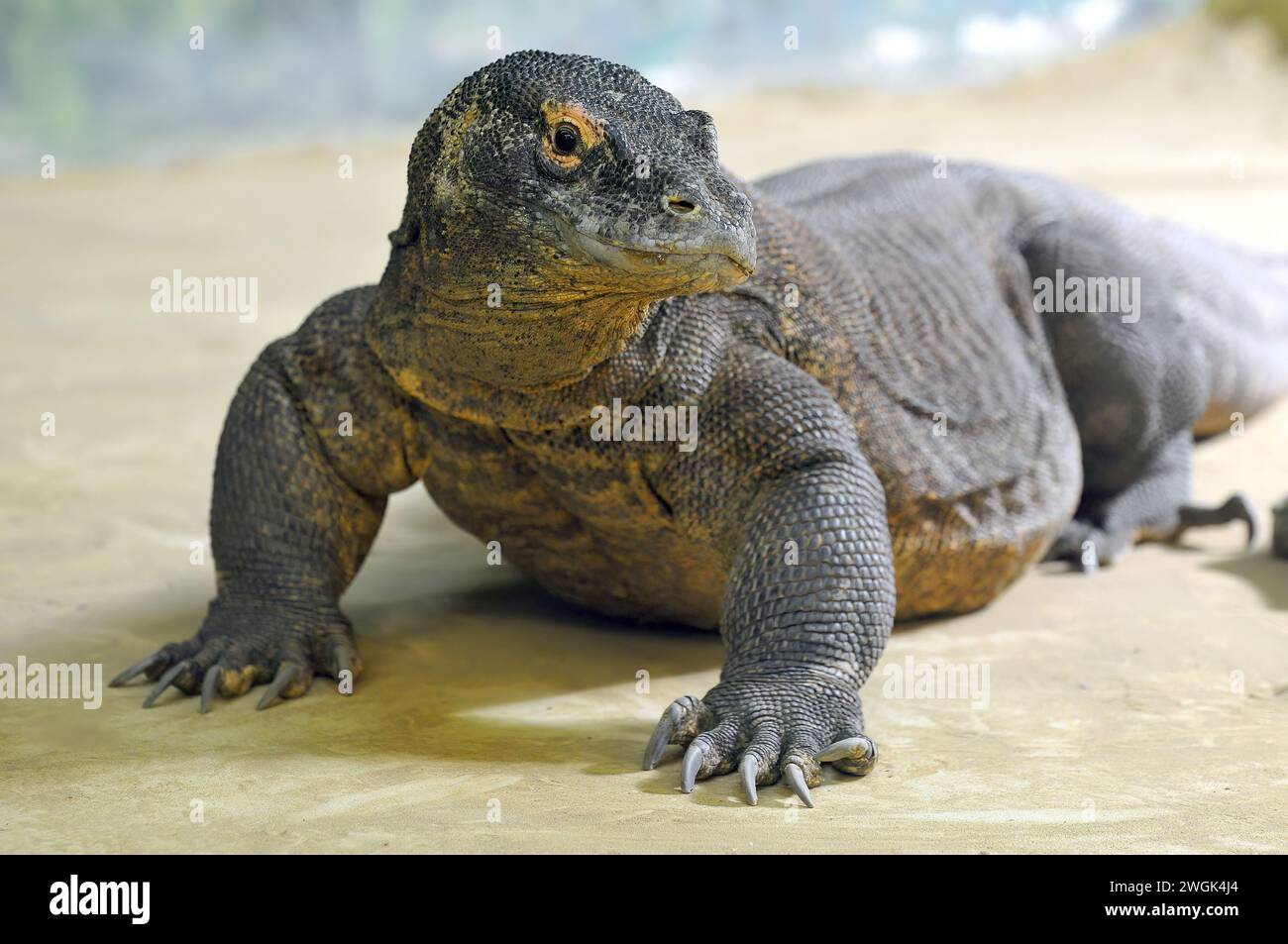 Komodo dragon, Komodo monitor, Komodowaran, Dragon de Komodo, Varanus komodoensis, komodói varánusz Stock Photo