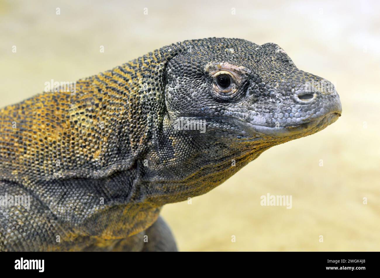 Komodo dragon, Komodo monitor, Komodowaran, Dragon de Komodo, Varanus komodoensis, komodói varánusz Stock Photo