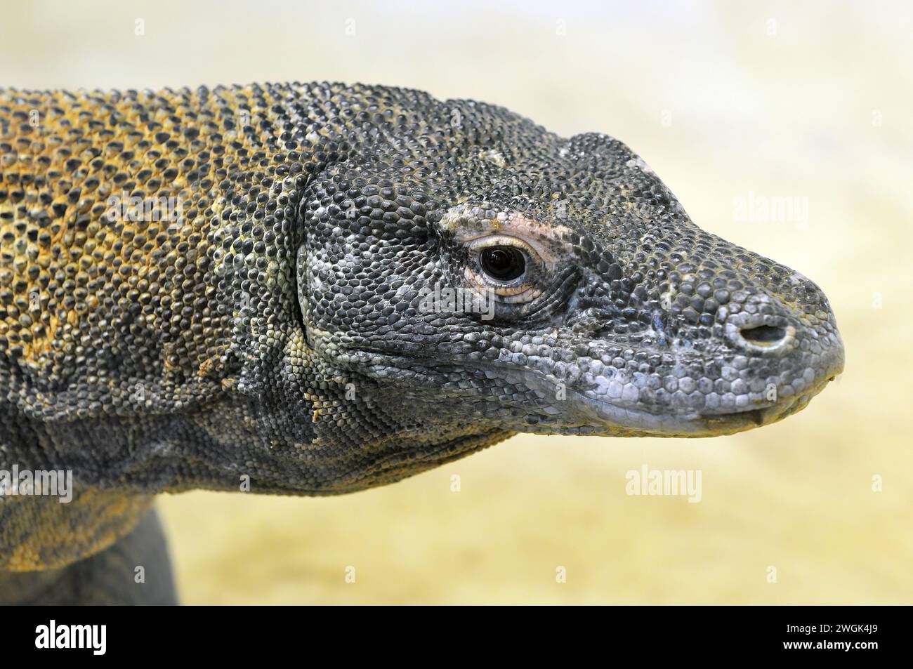Komodo dragon, Komodo monitor, Komodowaran, Dragon de Komodo, Varanus komodoensis, komodói varánusz Stock Photo