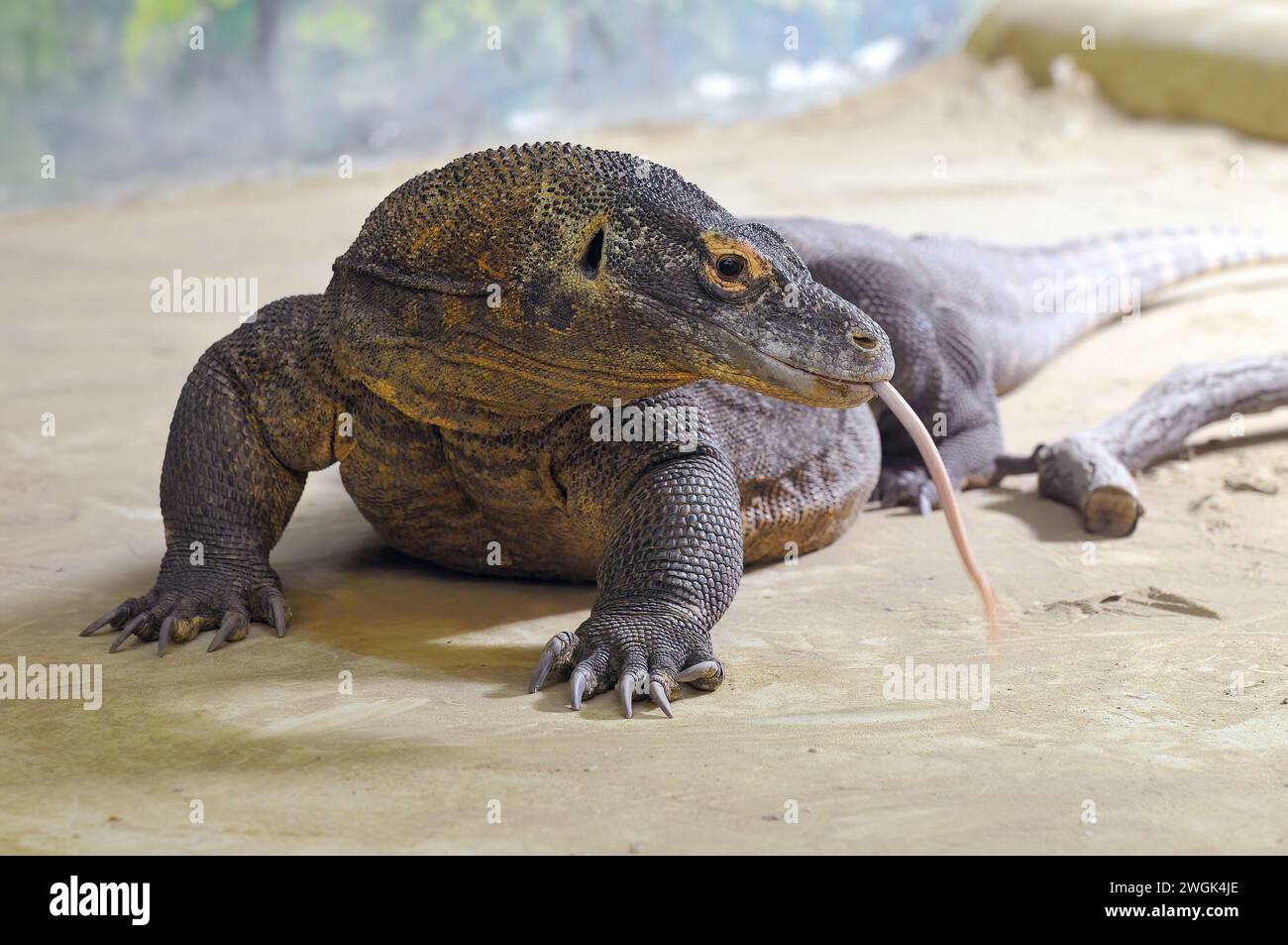 Komodo dragon, Komodo monitor, Komodowaran, Dragon de Komodo, Varanus komodoensis, komodói varánusz Stock Photo