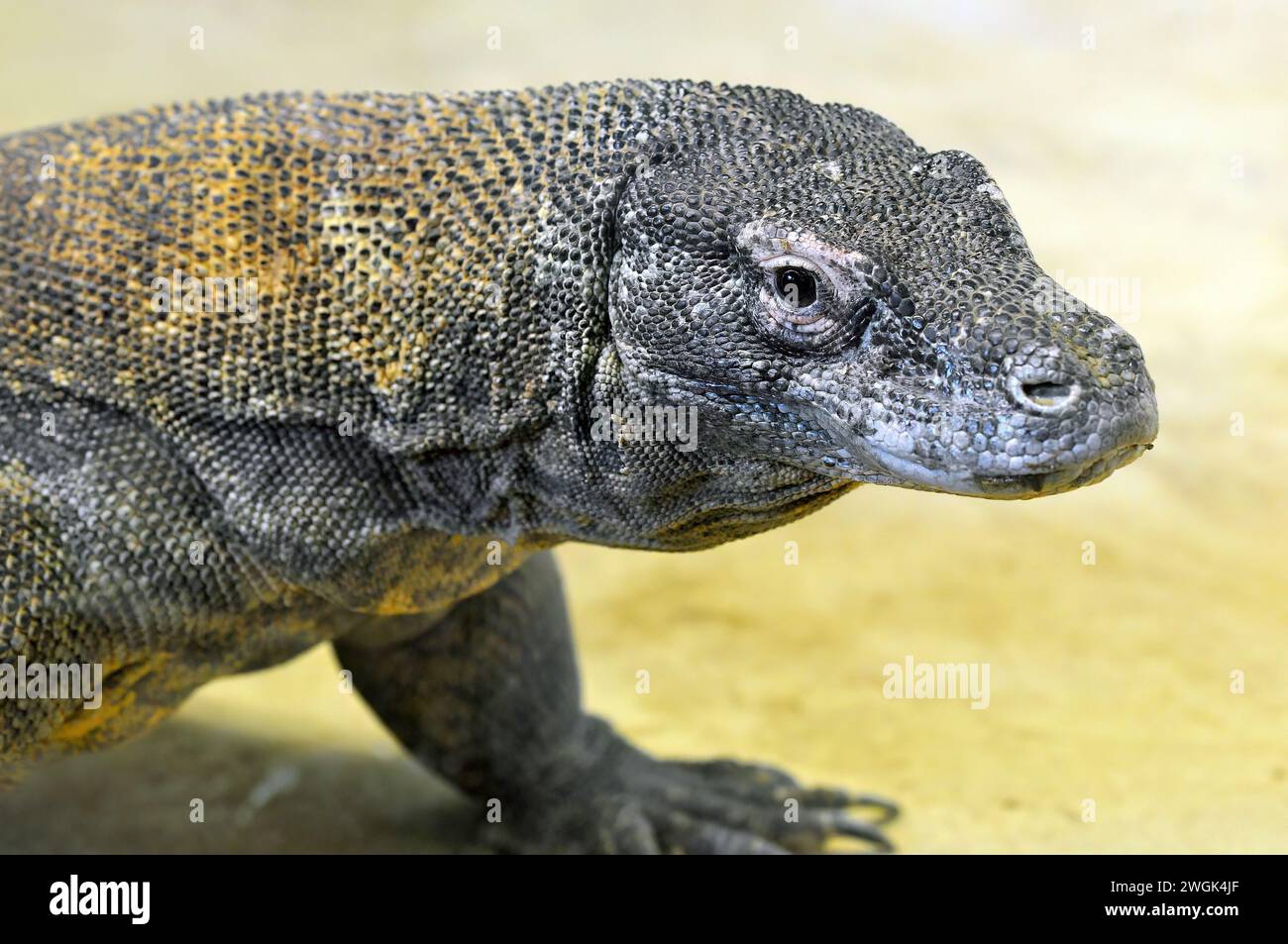 Komodo dragon, Komodo monitor, Komodowaran, Dragon de Komodo, Varanus komodoensis, komodói varánusz Stock Photo