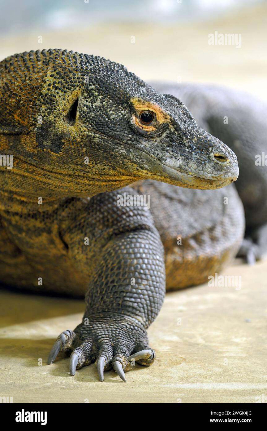 Komodo dragon, Komodo monitor, Komodowaran, Dragon de Komodo, Varanus komodoensis, komodói varánusz Stock Photo