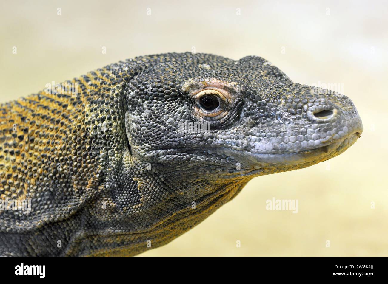 Komodo dragon, Komodo monitor, Komodowaran, Dragon de Komodo, Varanus komodoensis, komodói varánusz Stock Photo