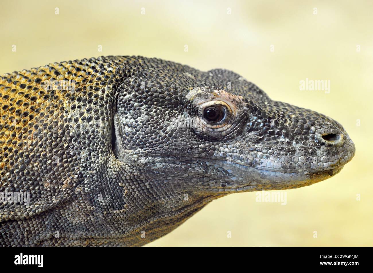 Komodo dragon, Komodo monitor, Komodowaran, Dragon de Komodo, Varanus komodoensis, komodói varánusz Stock Photo
