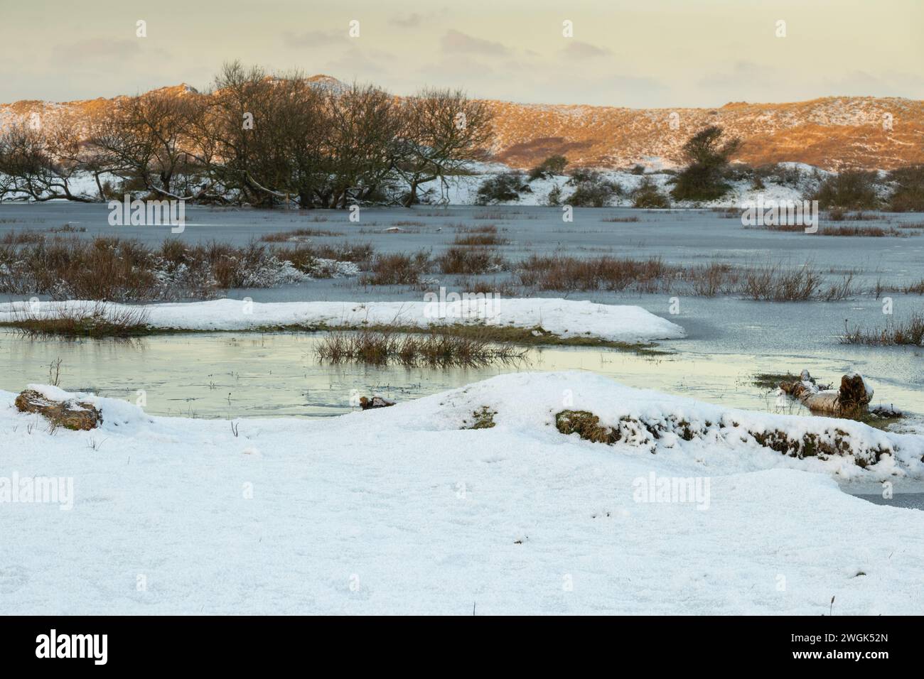 Frozen lake in the North Holland Dune Reserve in Bergen aan Zee (Netherlands). After a cold night with some wintry showers, nature awakens. Stock Photo