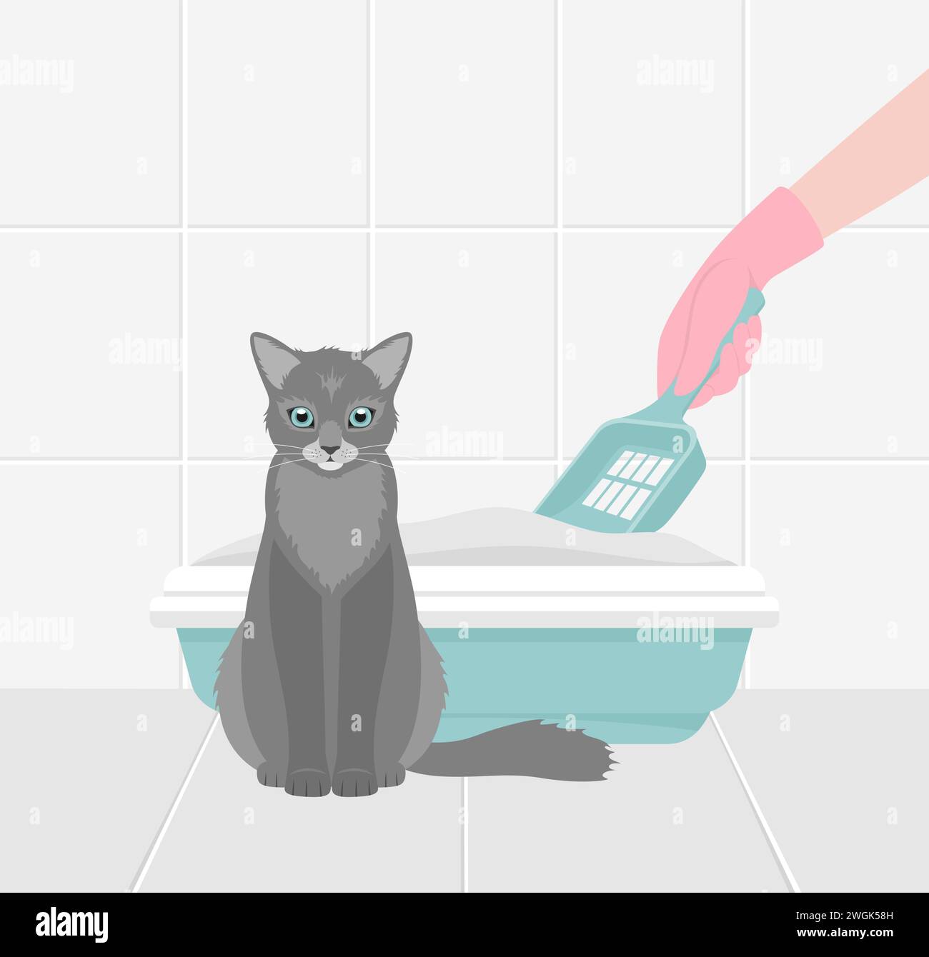 A gray cat and a hand in a rubber glove with a spatula cleaning the cat
