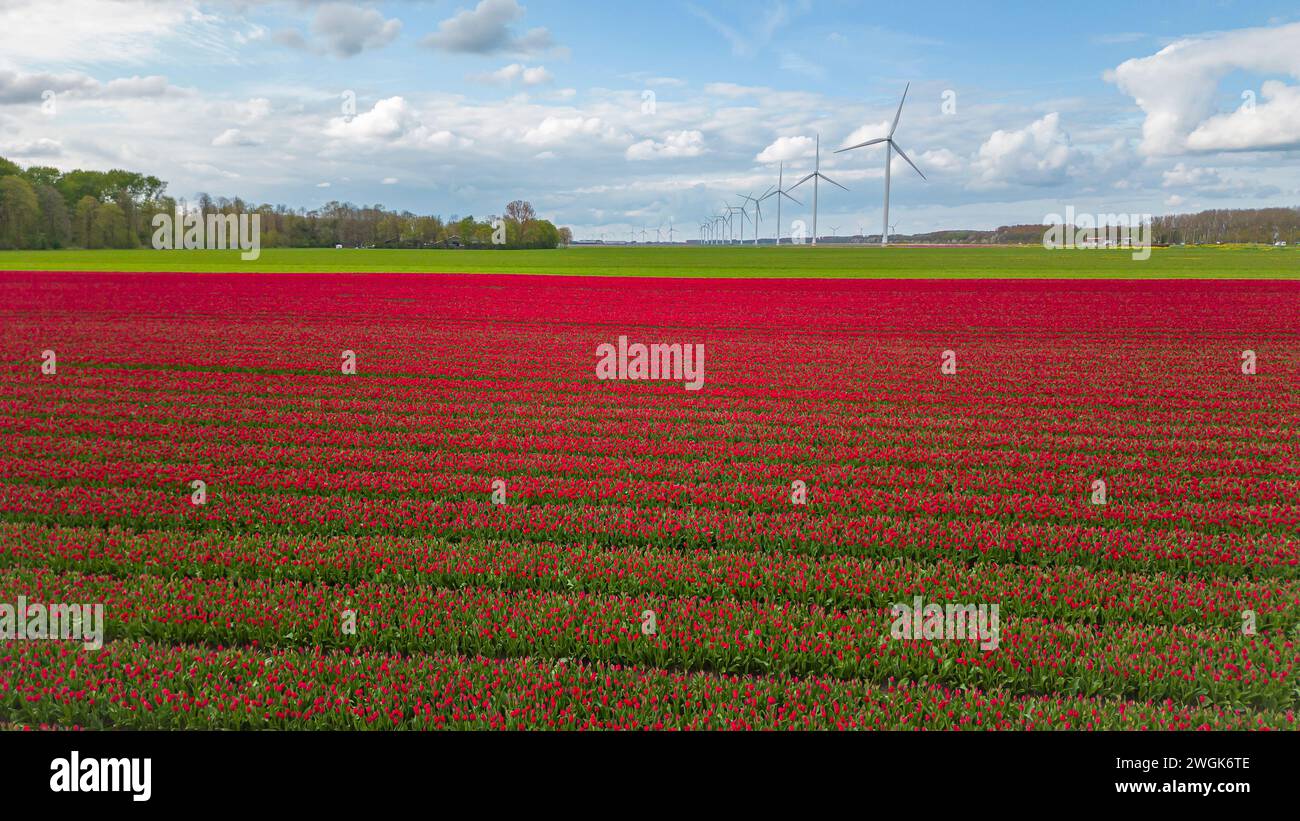 Field with tulip flowers and windmill park in the Netherlands, Europe, on a sunny day Stock Photo