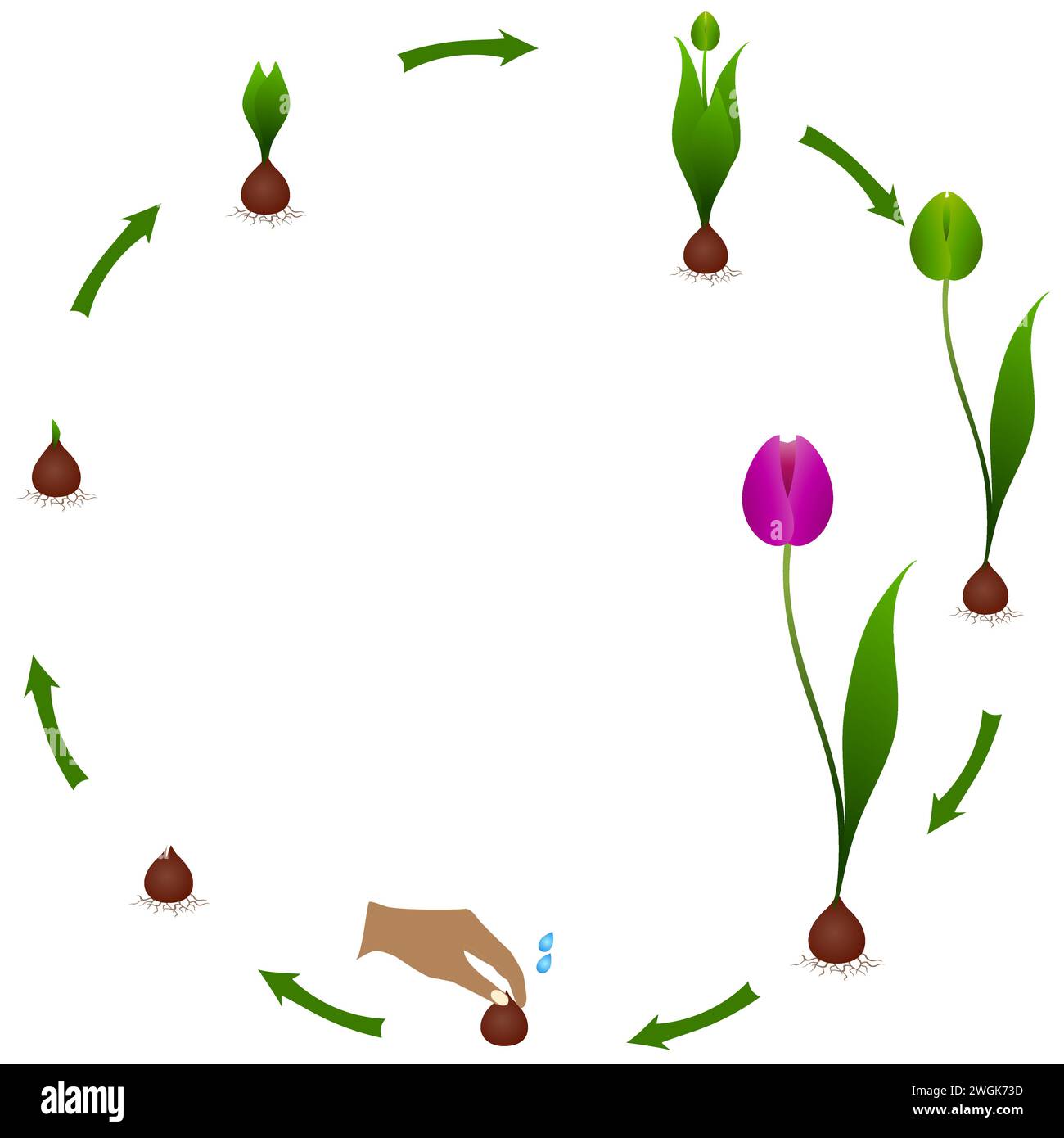 Life cycle of a tulip plant on a white background. Stock Vector