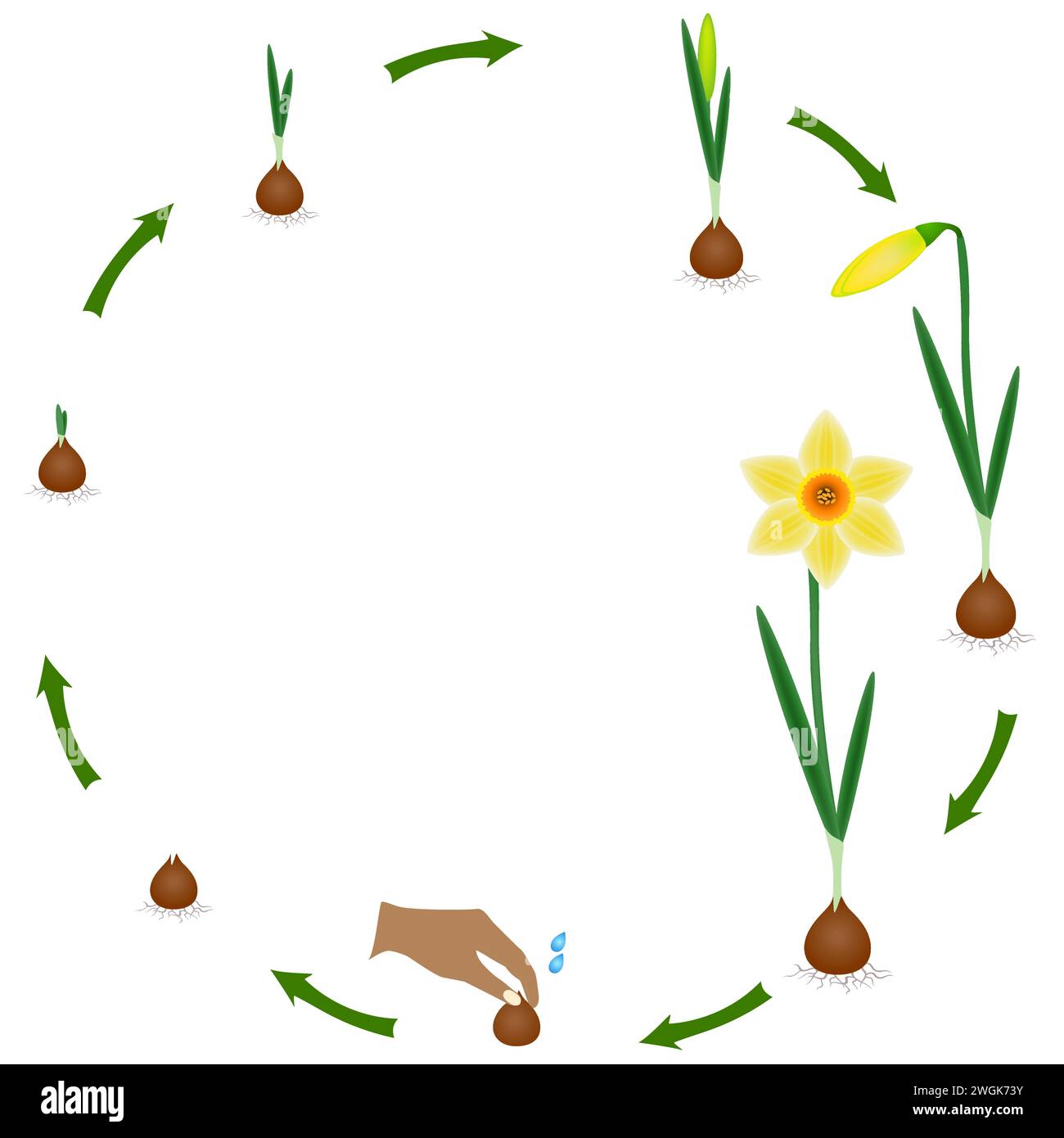 Life cycle of a narcissus plant on a white background. Stock Vector