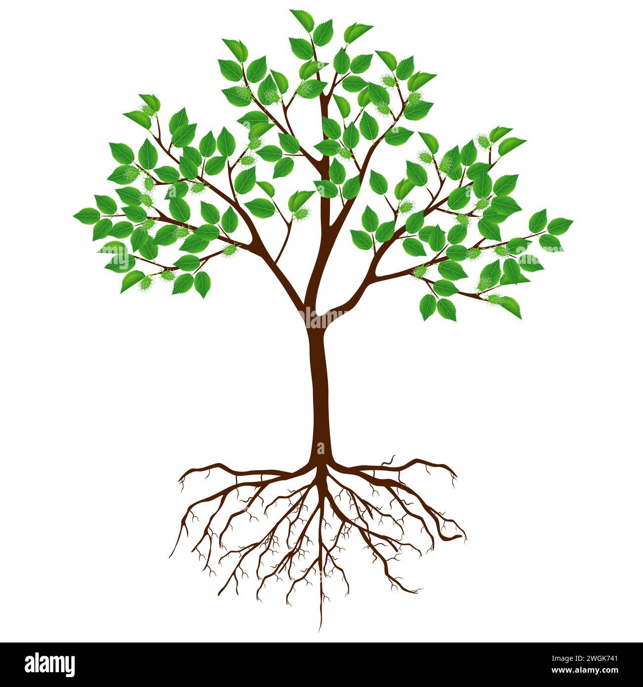 Mulberry tree with flowers and roots on a white background Stock Vector