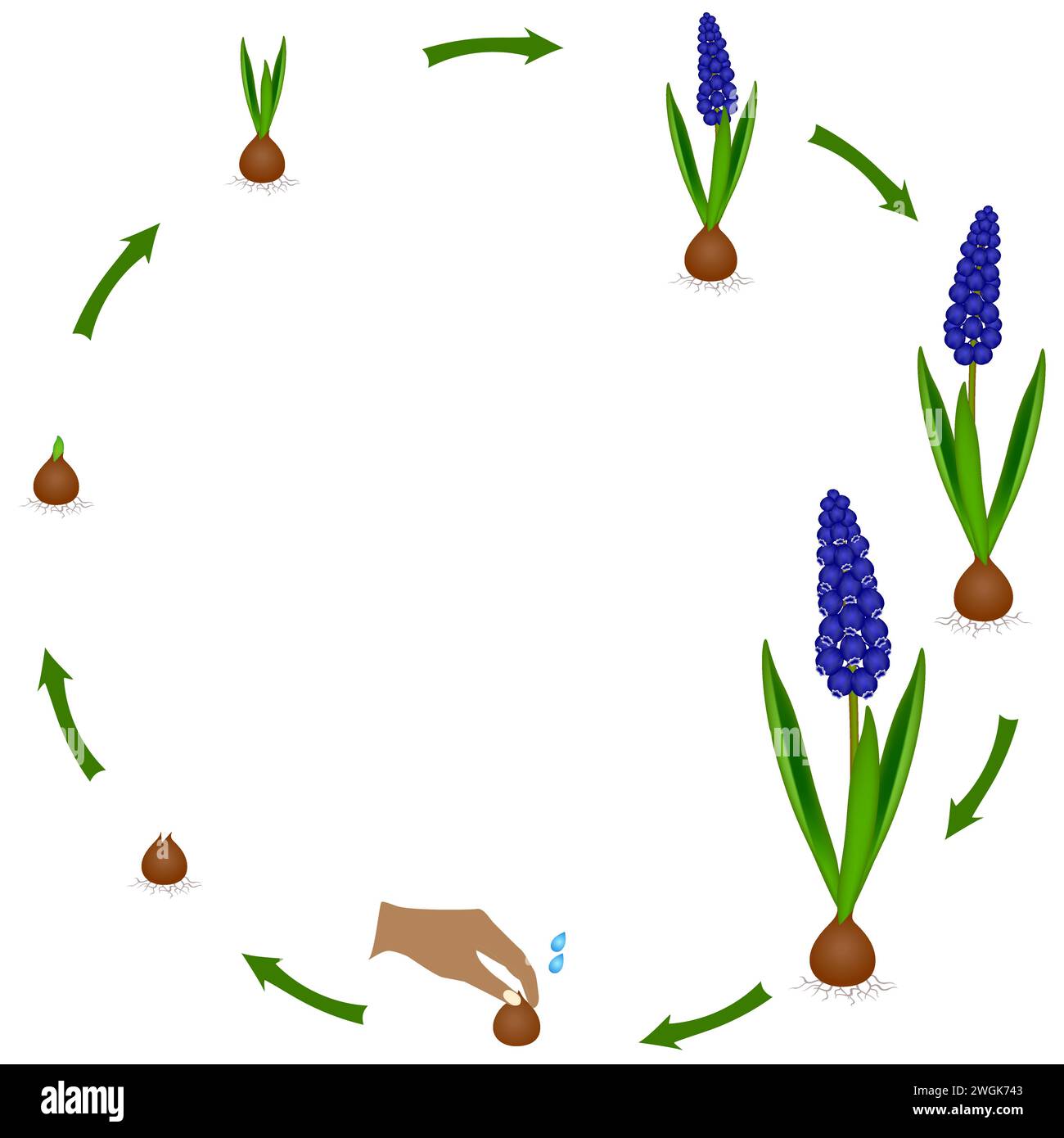 Life cycle of a muscari plant on a white background. Stock Vector