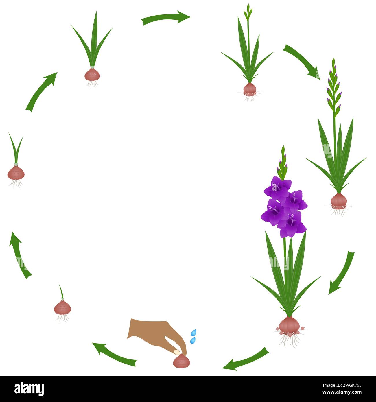 Life cycle of a gladiolus plant on a white background. Stock Vector