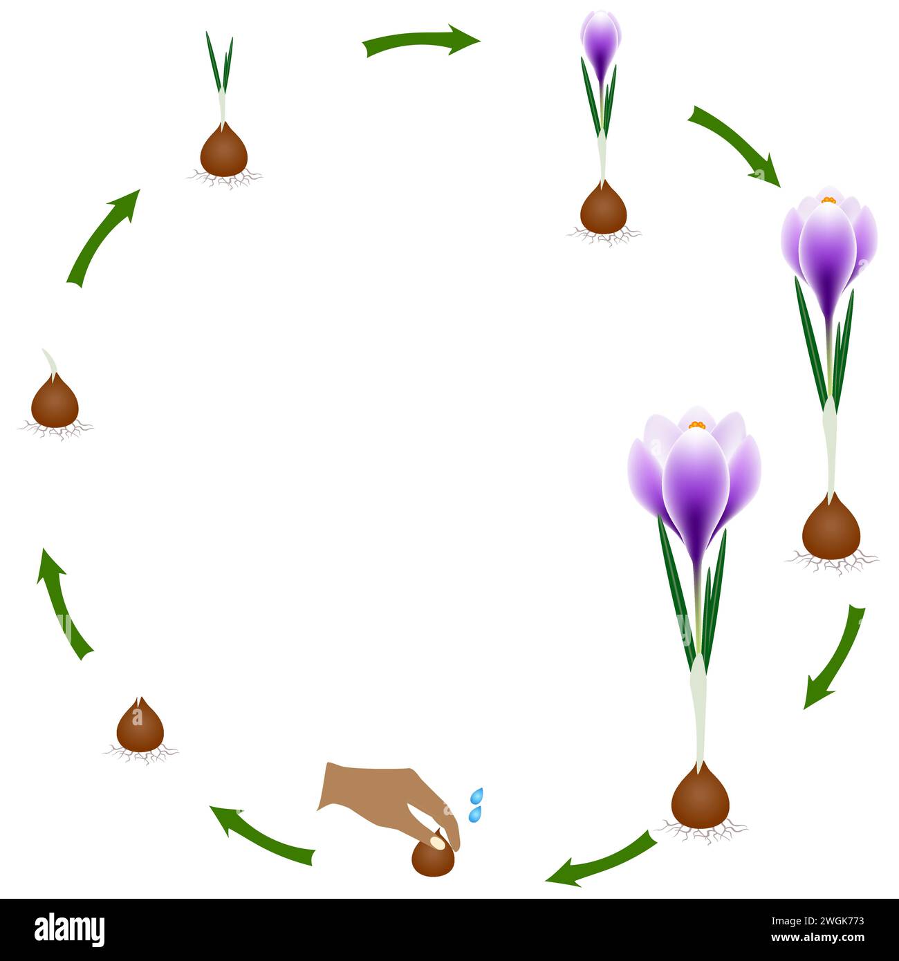 Life cycle of a crocus plant on a white background. Stock Vector