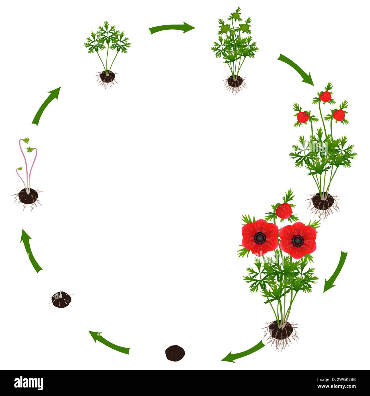 Life cycle of a anemone plant on a white background. Stock Vector