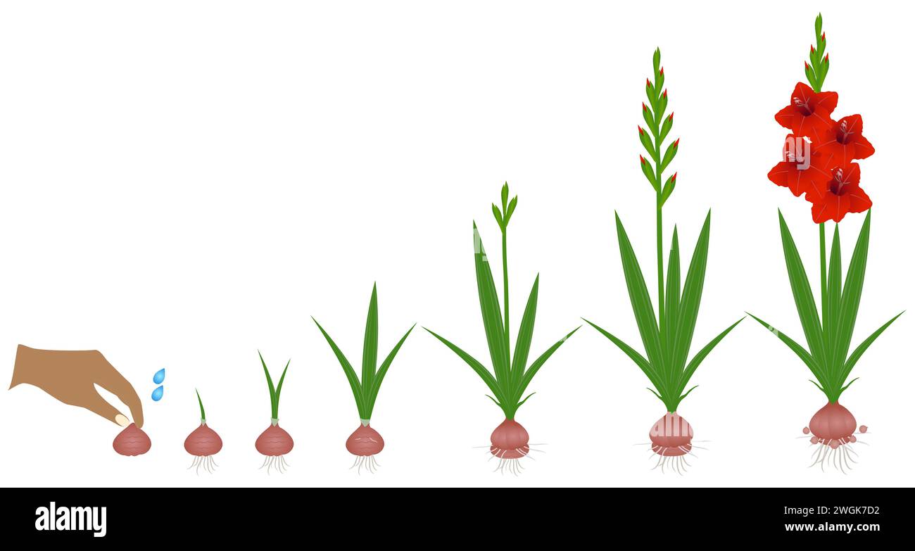Cycle of growth of a gladiolus plant isolated on a white background. Stock Vector
