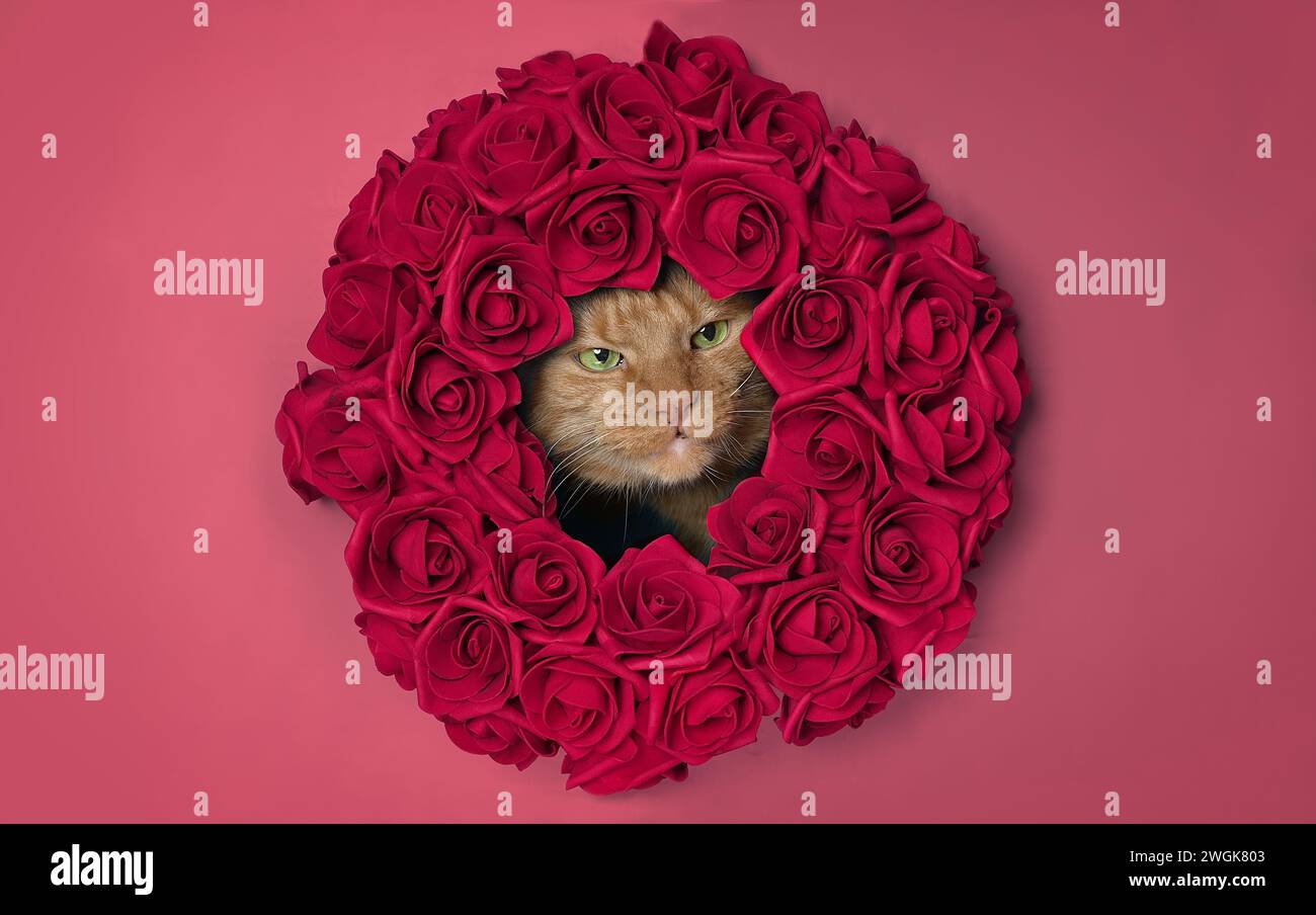 Cat with rose hi-res stock photography and images - Alamy