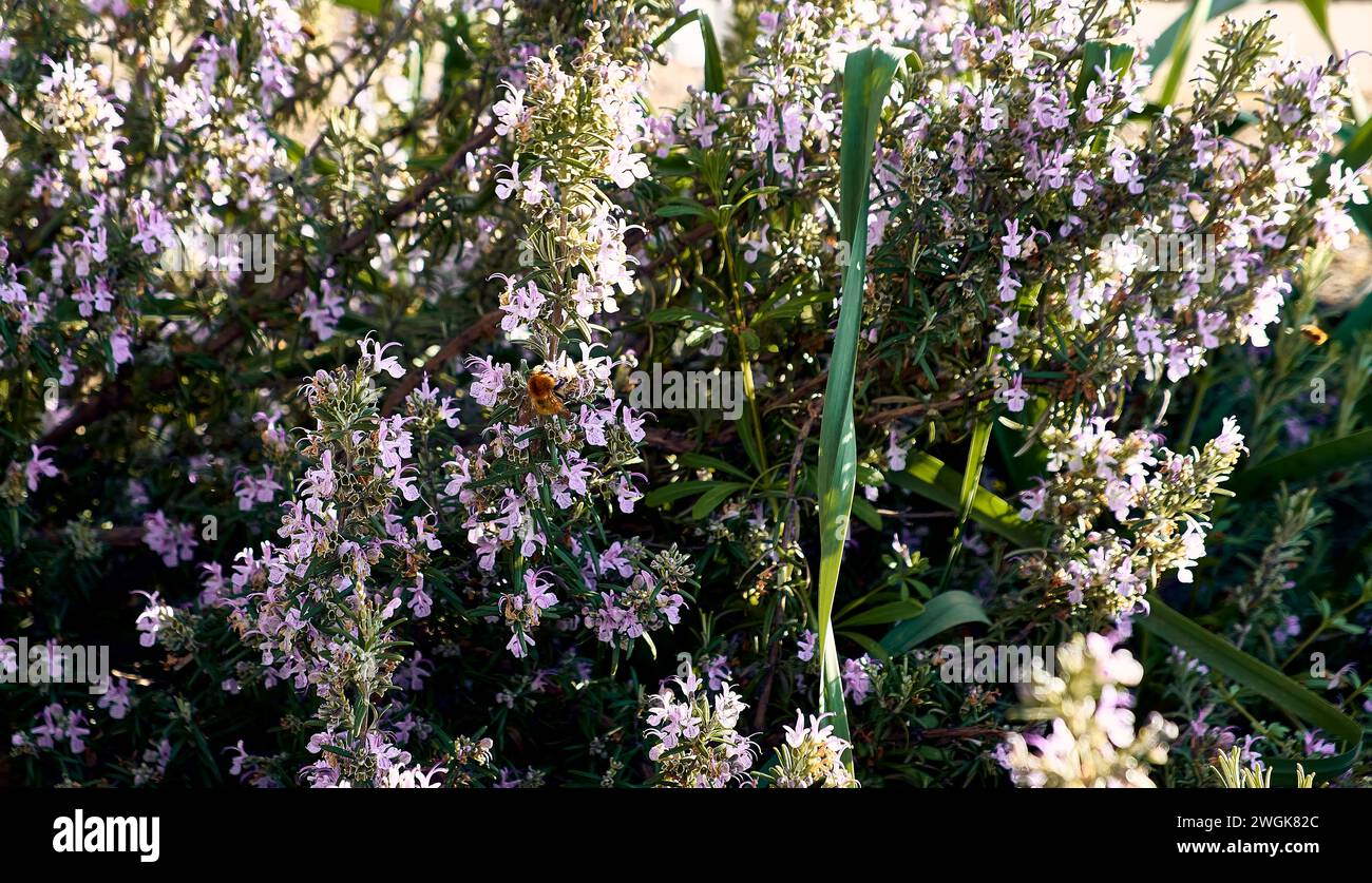 Rosemary in the patio of a town house. Detail plan with bees sucking around. Stock Photo