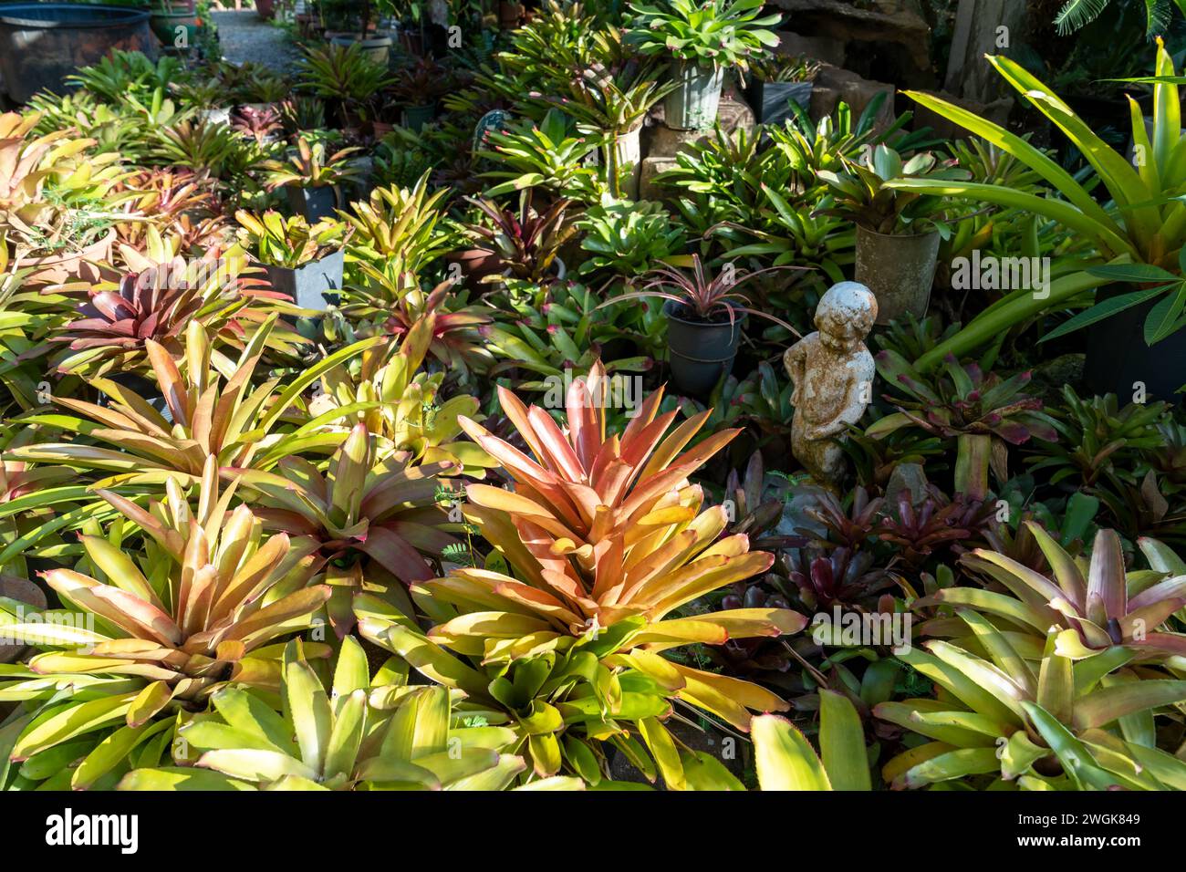 Various type of Bromeliad plants in the garden Stock Photo