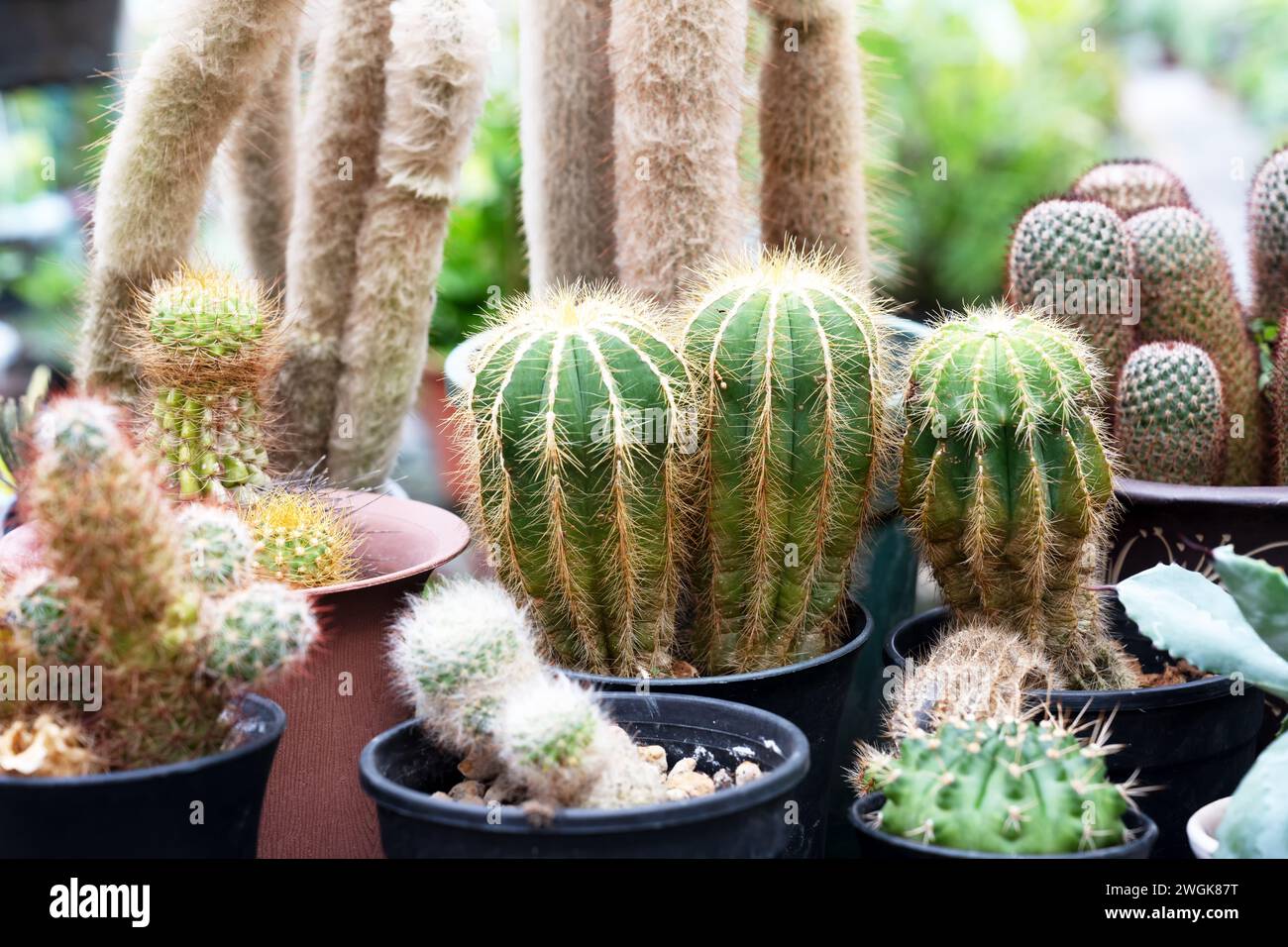 Close up of Parodia magnifica cactus and other types of cactus in a pots Stock Photo