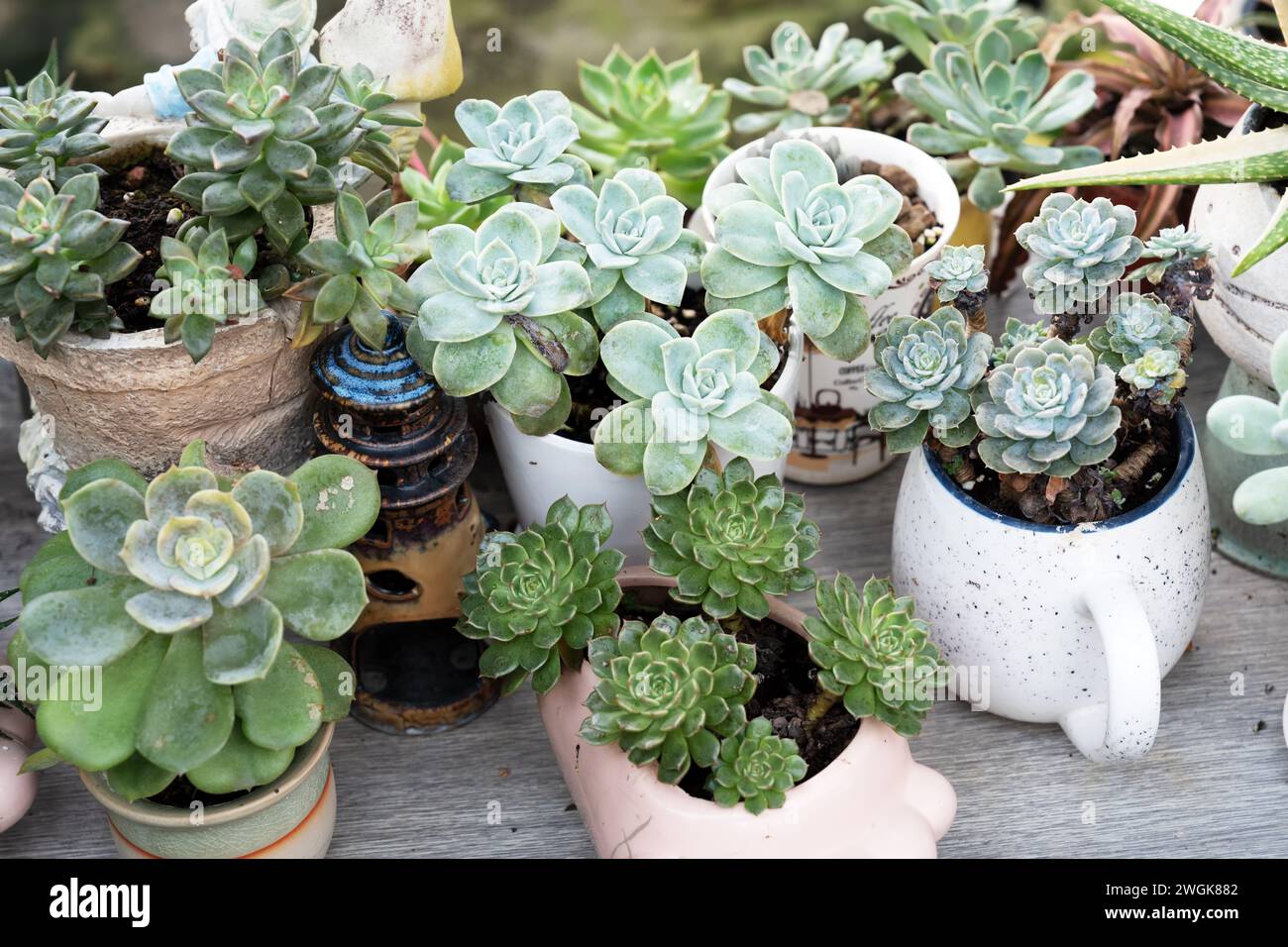 Assorted echeveria succulent in a pot Stock Photo