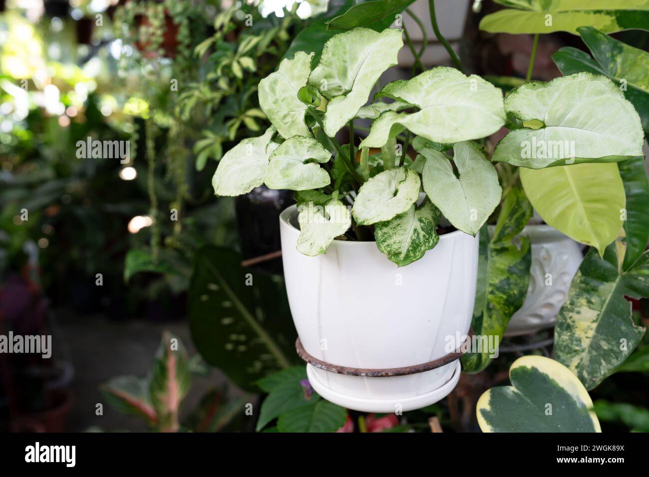 Syngonium podophyllum arrowhead vine in a pot Stock Photo