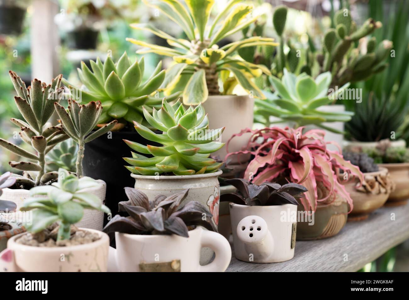 Close up of assorted echeveria succulent in a pot Stock Photo