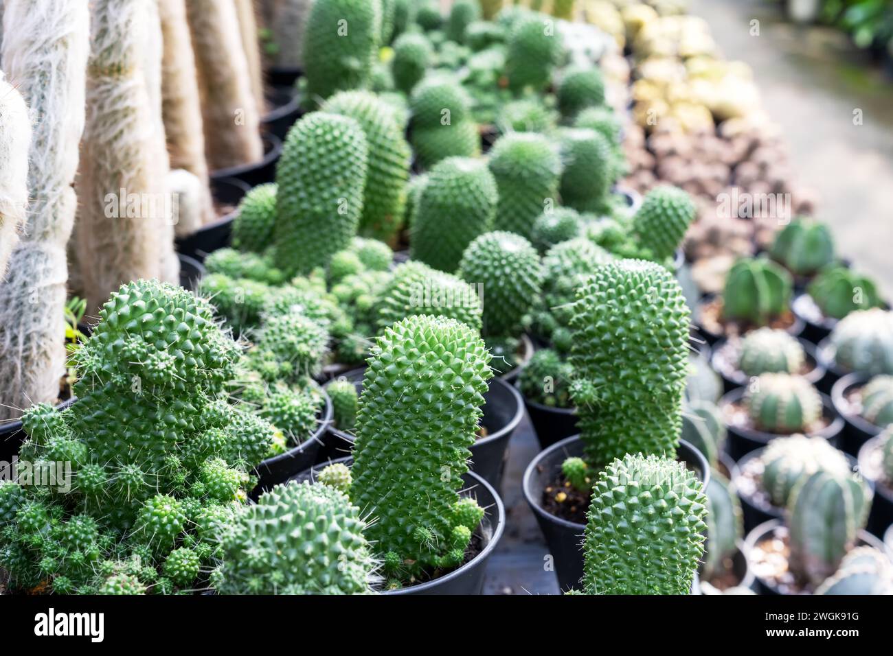 Cactus garden with Mammillaria spinosissima cv. 'Un Pico' and other cactus Stock Photo