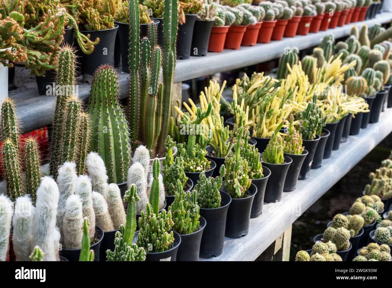 Various type of cactus Cereus tetragonus cv. Fairy Castle variegata, barrel and others Stock Photo