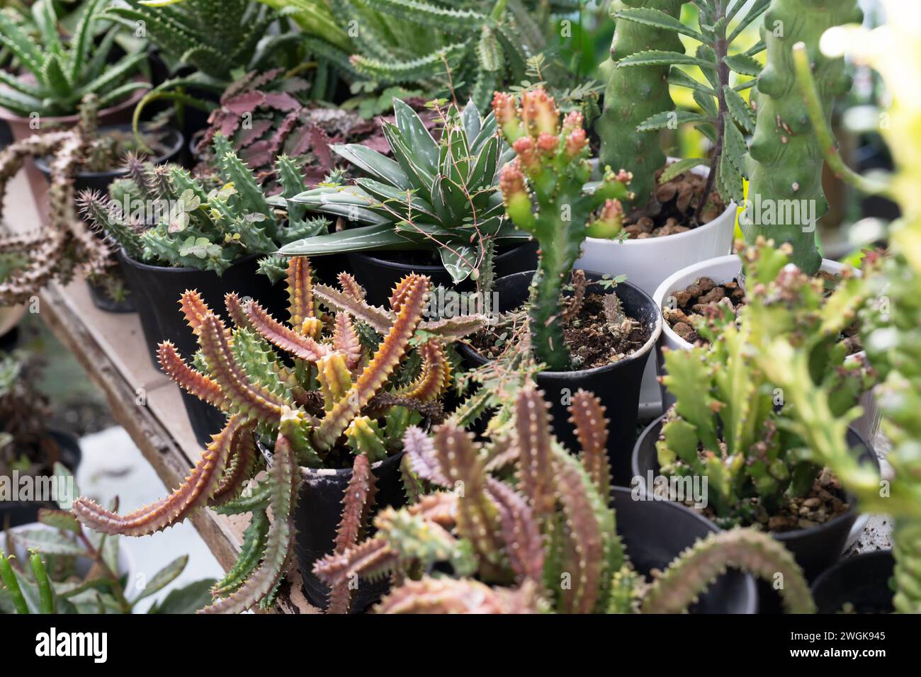 Close up of Porcupine huernia hystrix and other succulent plants Stock Photo
