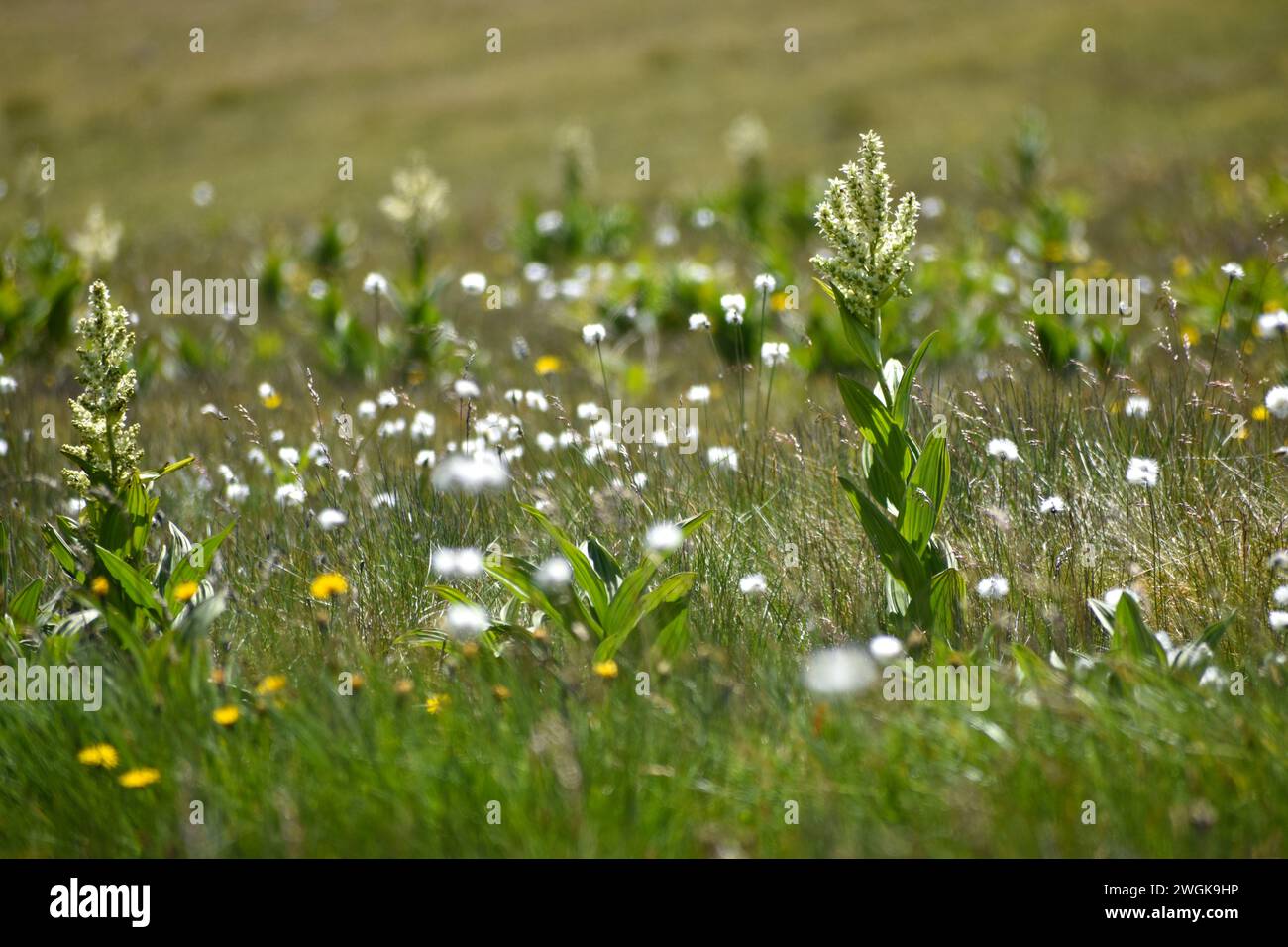 European white hellebore, or white veratrum (veratrum album) in a meadow at Niedere Tauern, Austria Stock Photo