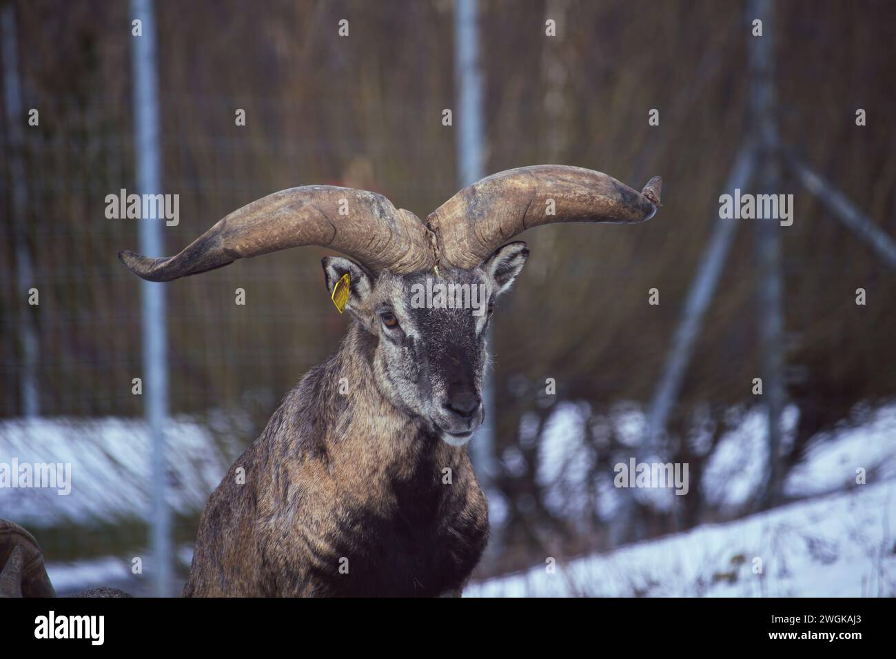 The sichuan goral appears very similar to goats Stock Photo