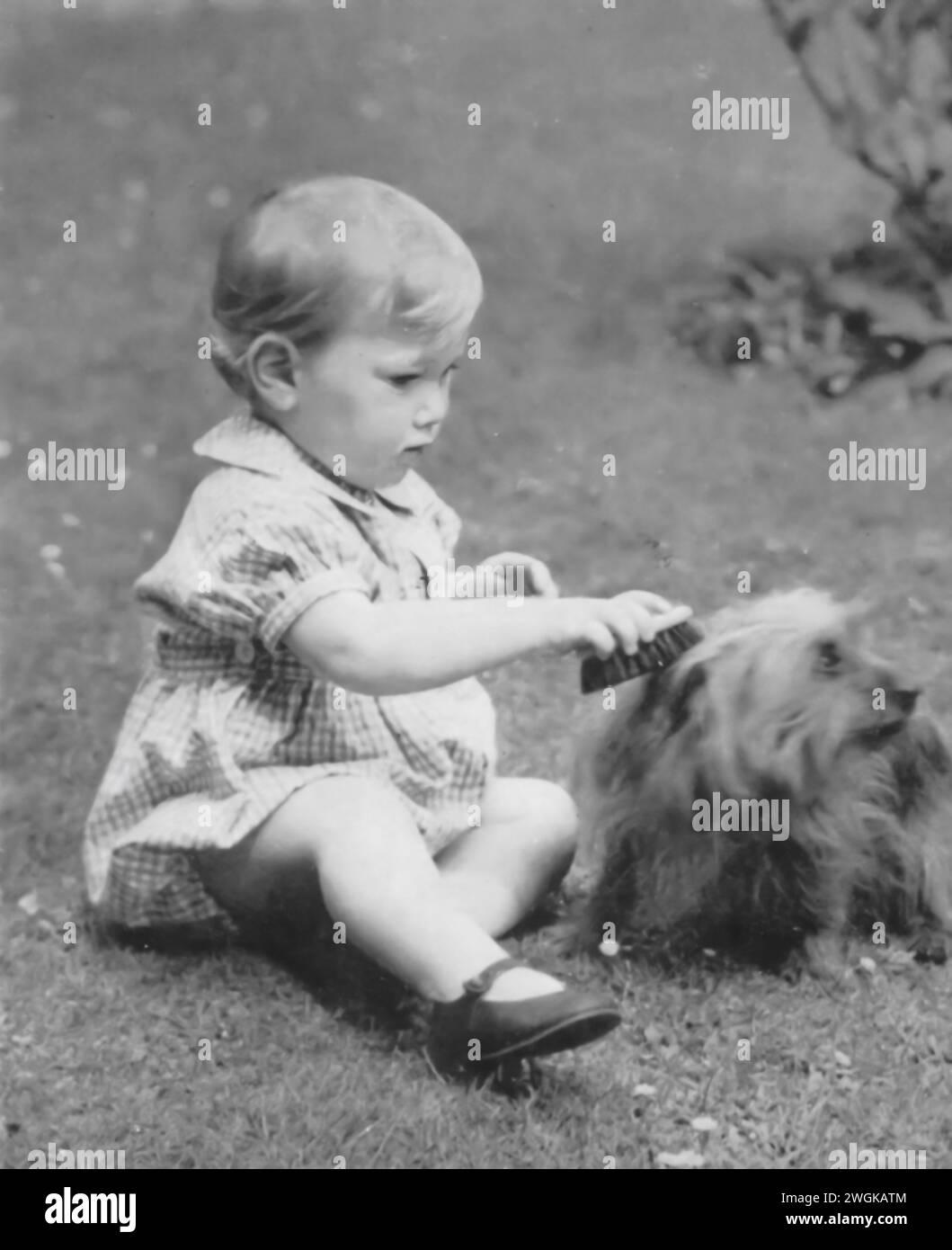 Photograph of a young William of Gloucester grooming his dog Zalie, taken in 1943. William, the nephew of the reigning monarch, King George VI, and a first cousin of the future Queen Elizabeth II. This image offers a glimpse into the personal life of the young prince, during the Second World War. Stock Photo