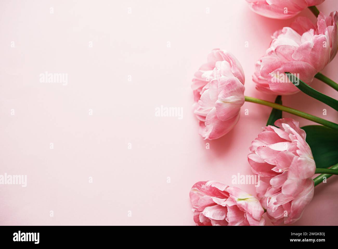Modern tulips flat lay on pink background. Happy Valentines day and happy mothers day. Stylish beautiful floral border with space for text.  Tender pi Stock Photo