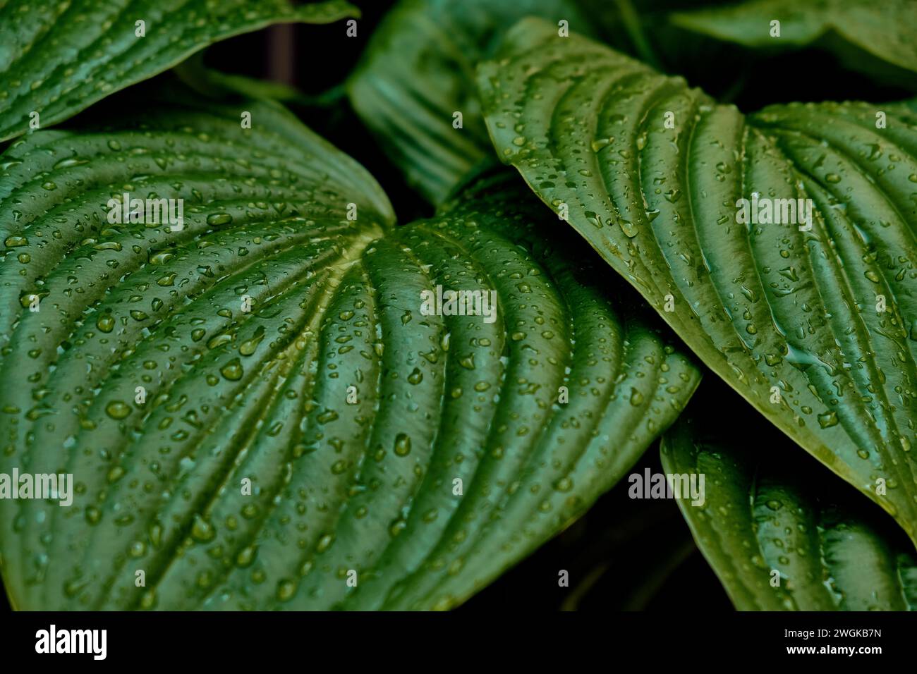 Calla (Zantedeschia aethiopica) after the storm in the patio of a town house. Detail plan. Stock Photo