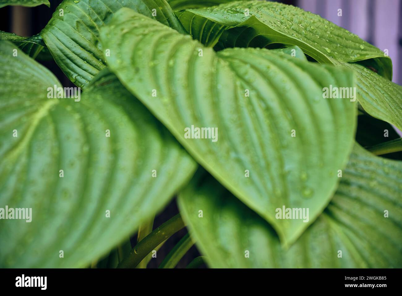 Calla (Zantedeschia aethiopica) after the storm in the patio of a town house. Detail plan with focus on the background. Stock Photo