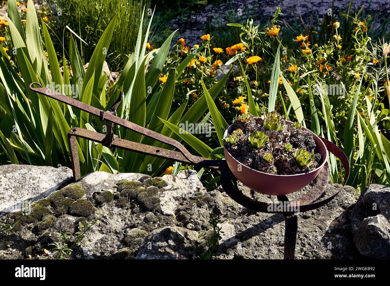 Marigolds (Calendula officinalis), lilies (Iris), cerraja (Sonchus oleraceus) in flower and immortelles (Sempervivum) in the patio of a town house. Stock Photo