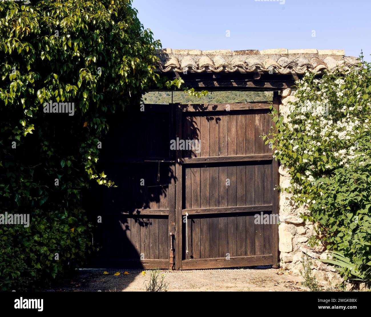 Ivy (Hedera), lilies (Iris) and celinda (Philadelphus coronarius) frame a wooden gate with a roof in the patio of a town house. Stock Photo