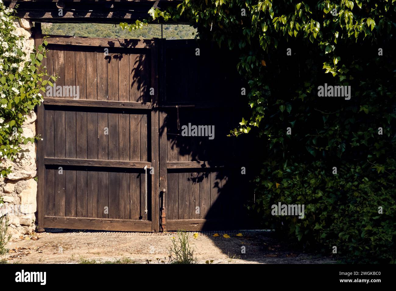 Ivy (Hedera), lilies (Iris) and celinda (Philadelphus coronarius) frame a wooden gate with a roof in the patio of a town house. Stock Photo