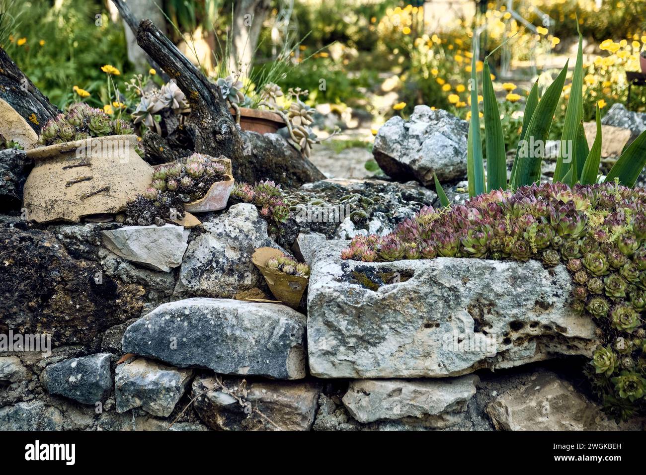 Marigolds (Calendula officinalis), lilies (Iris) and immortelles (Sempervivum) in the patio of a town house. Detail plan in stone planter. Stock Photo
