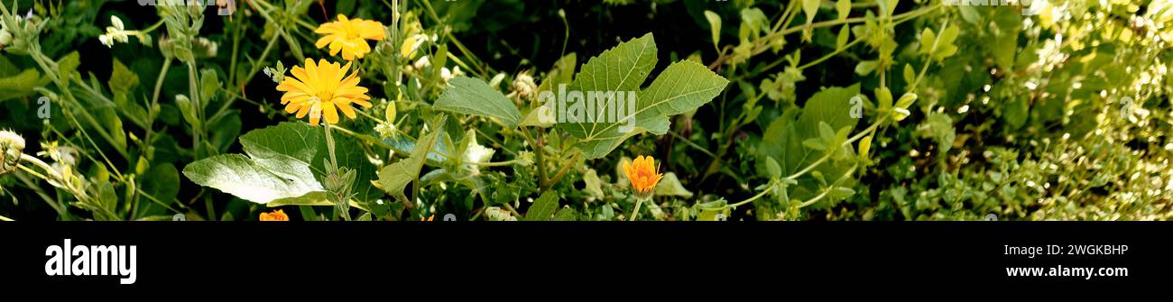 Marigolds (Calendula officinalis) and fig tree (Ficus carica) grow together among the undergrowth in the patio of a town house. Detail plane. Stock Photo